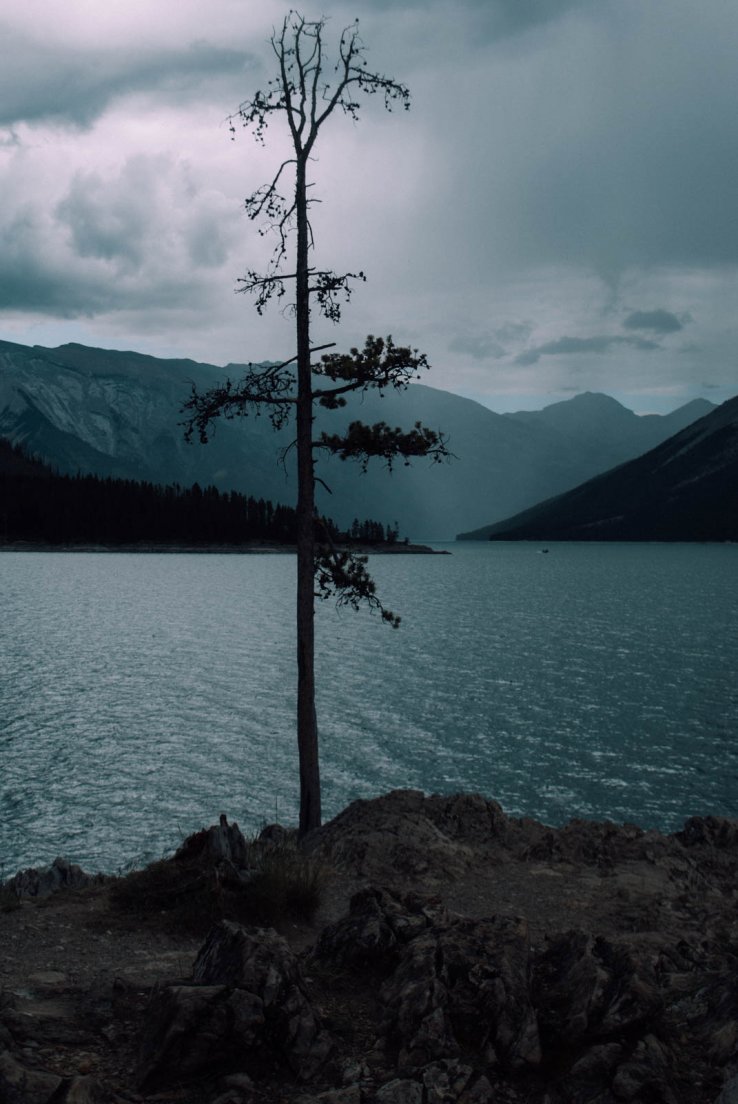 A tree at the forefront of a lake surrounded by mountains