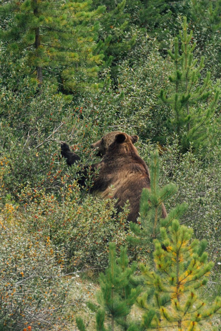 Grizzly rummaging through the bushes