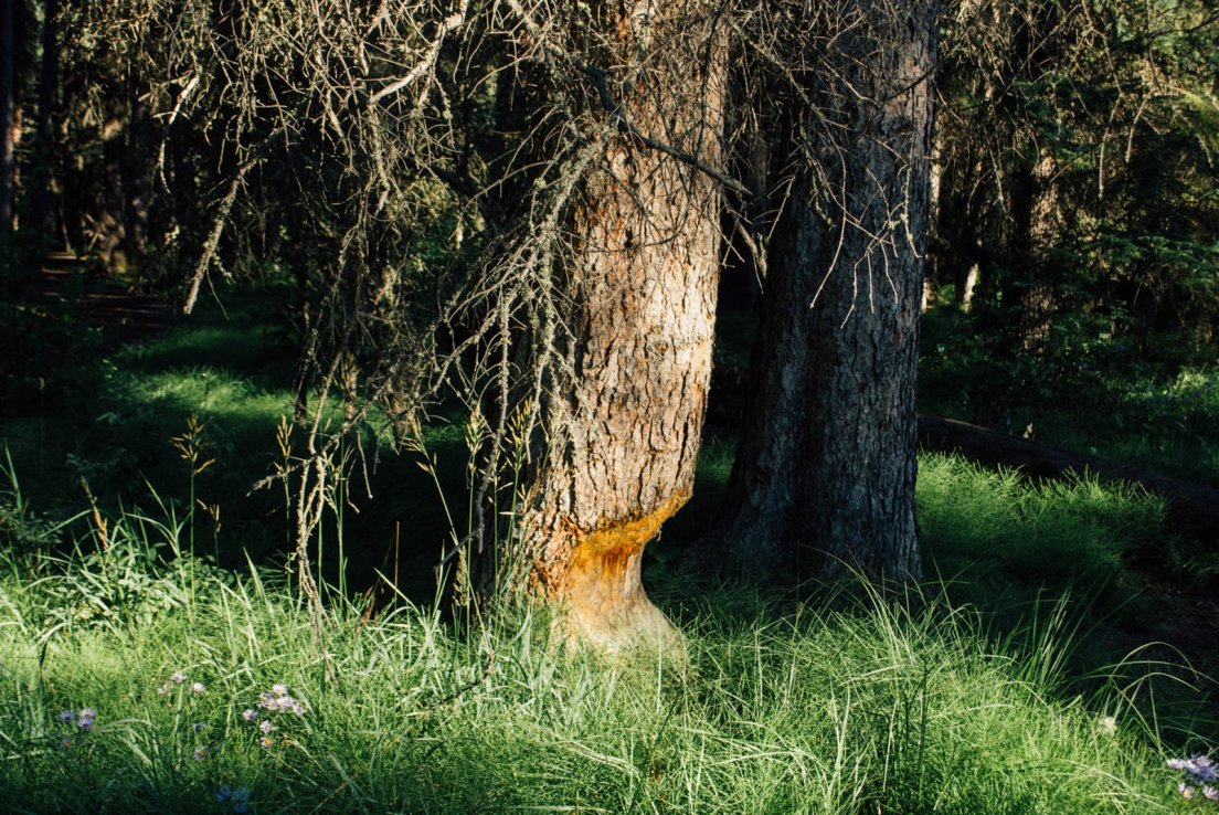 Evidence of a beaver presence on a sunny tree bunk