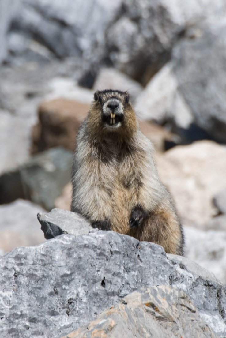 Groundhog showing its teeth on the Three Glaciers Trail