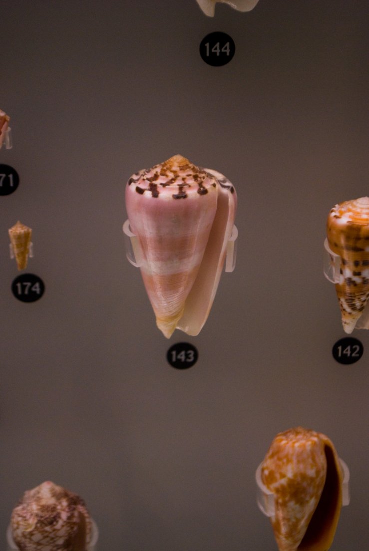 A pink and brown cone shell in Ueno Royal Museum, Ueno #072, 16 août 2011