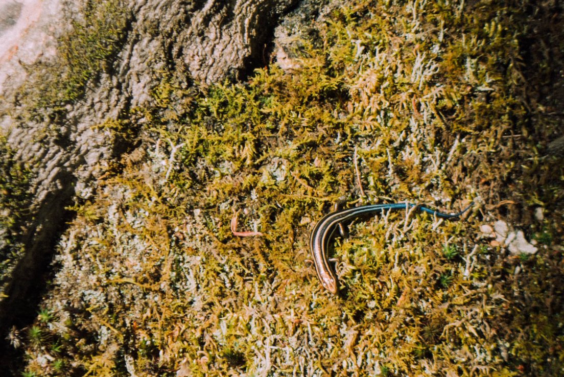Lizard with black stripes over a yellow body in the front but blue at the rear, standing in moss