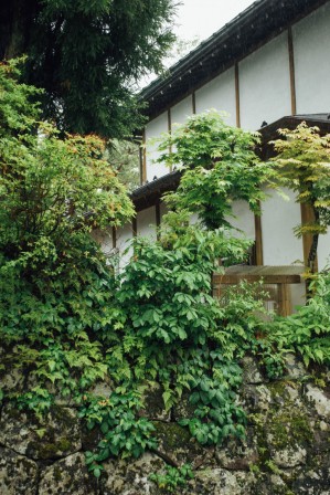 Ivy growing on a mossy wall in front of a traditional japanese house