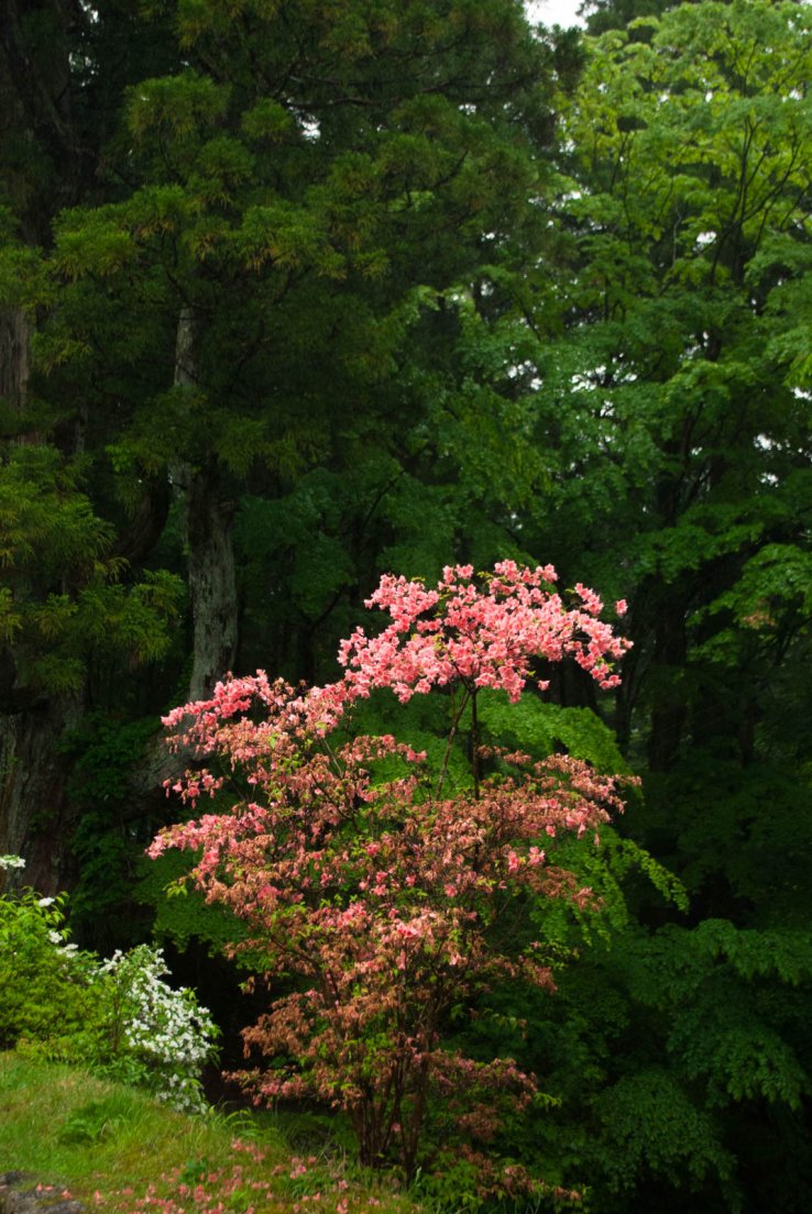 Pink blossoming tree in front of a green forest