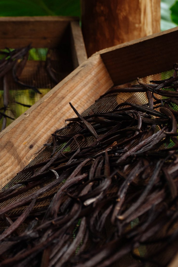Vanilla beans drying on a crate
