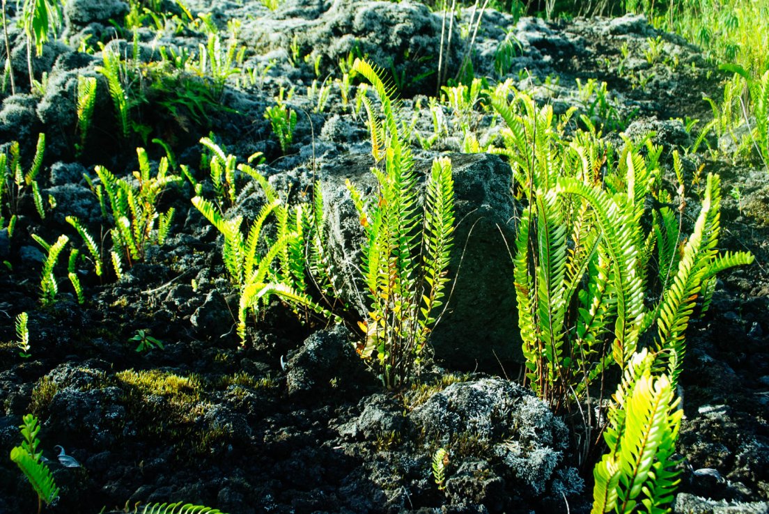 Young ferns growing up on an old lava field under the bright sun