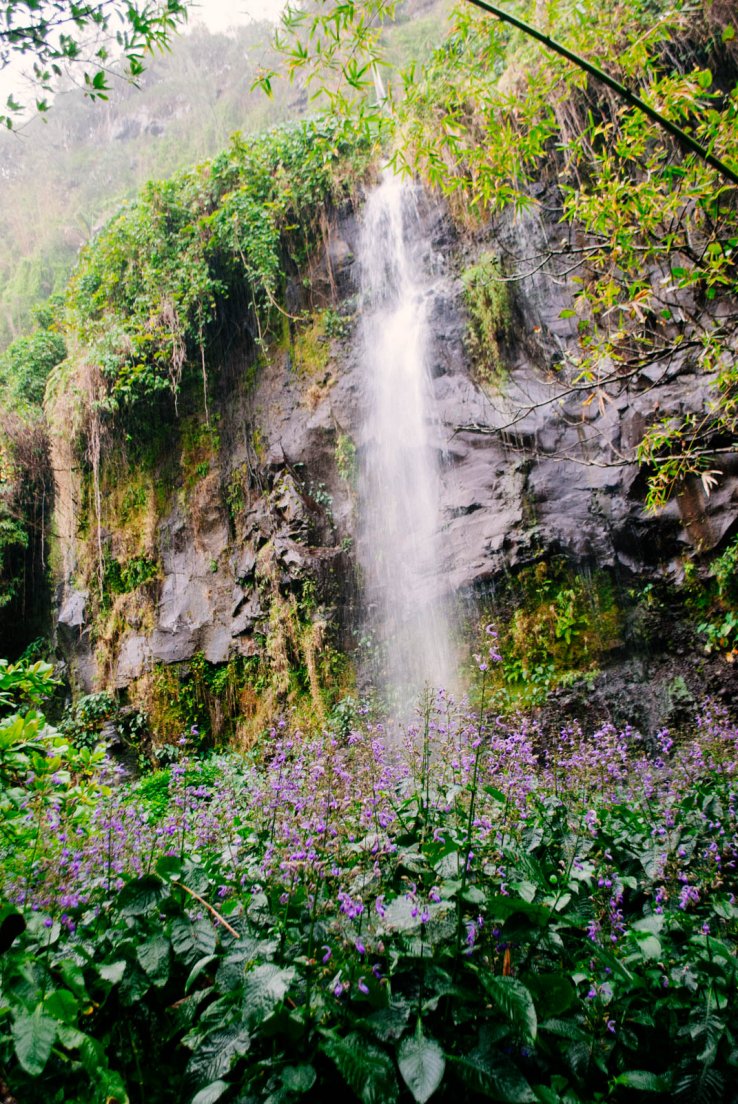A waterfall and a purple flower bed on a rainy day