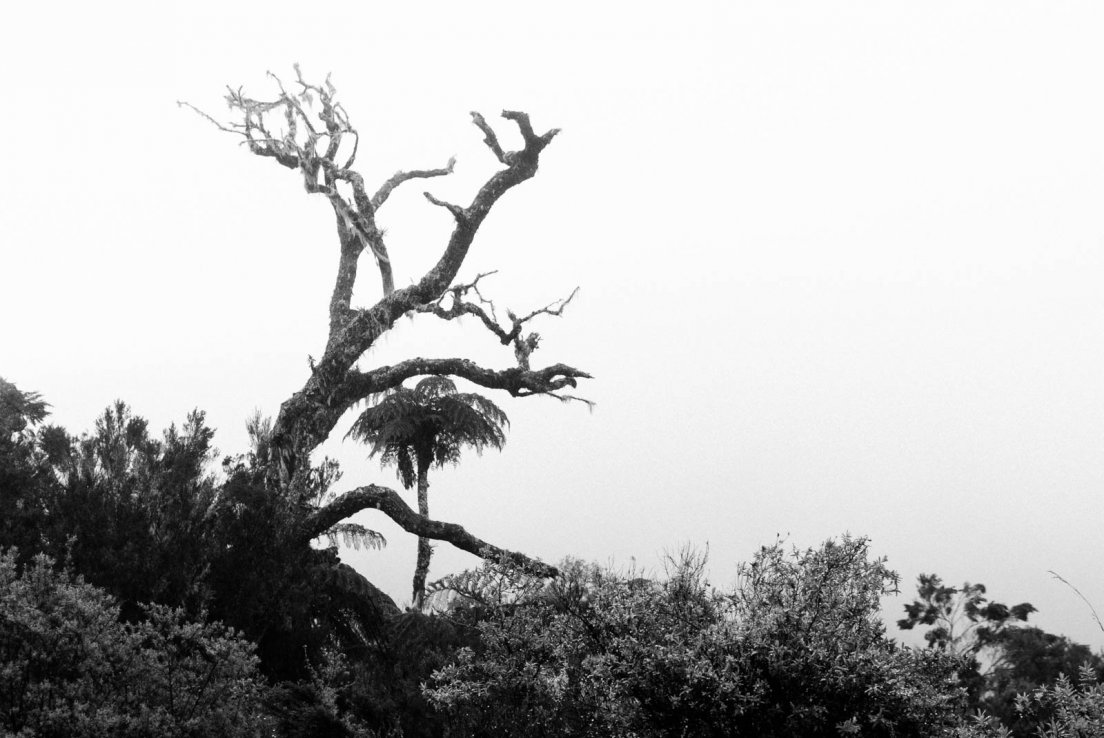 Black and white photograph of a tree fern (Cyathea borbonica or Cyathea glauca) near a dead tree in the fog of the Bébour forest