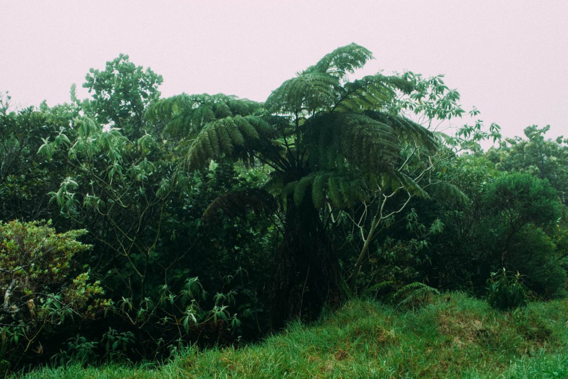 Tree fern (Cyathea borbonica or Cyathea glauca) and various other bushes in the fog of the Bébour forest
