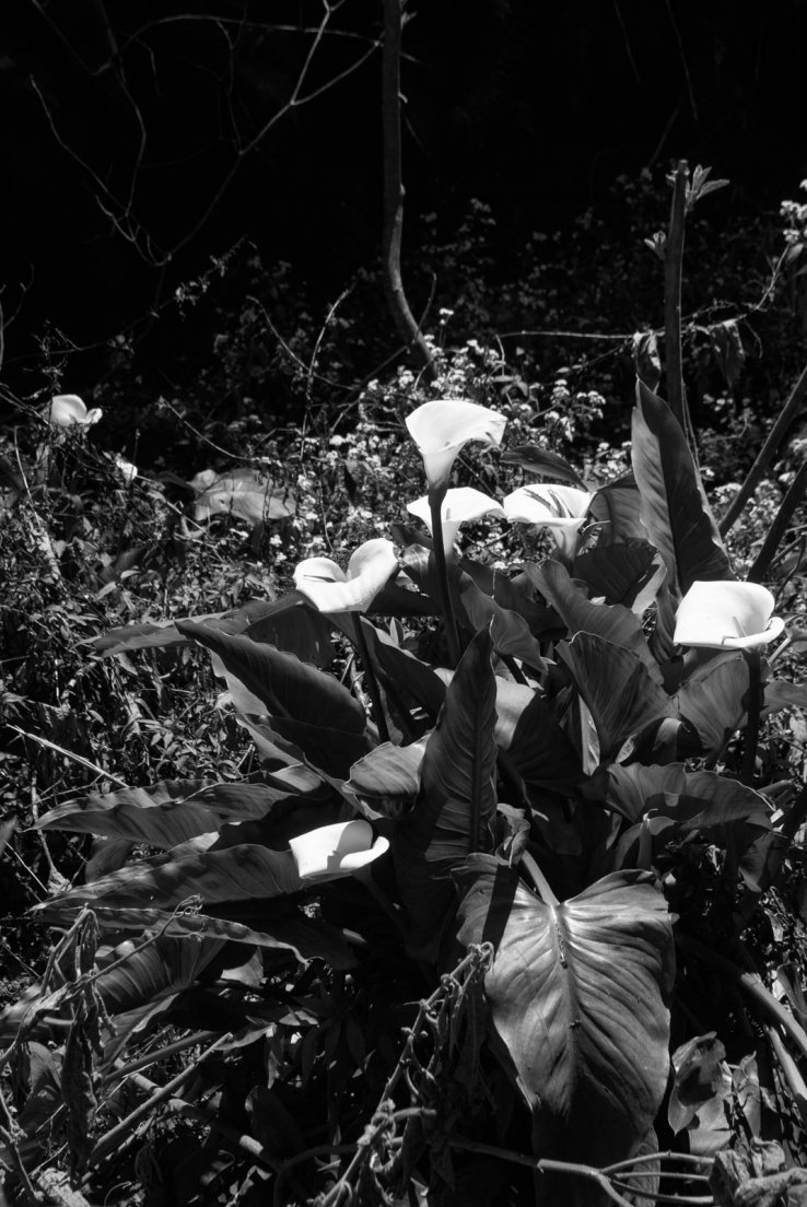 Black and white photograph of a patch of Arums (Zantedeschia aethiopica)