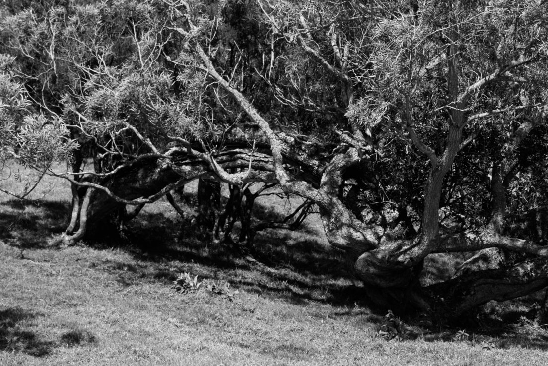Black and white photograph of an excessively gnarled tree in a field