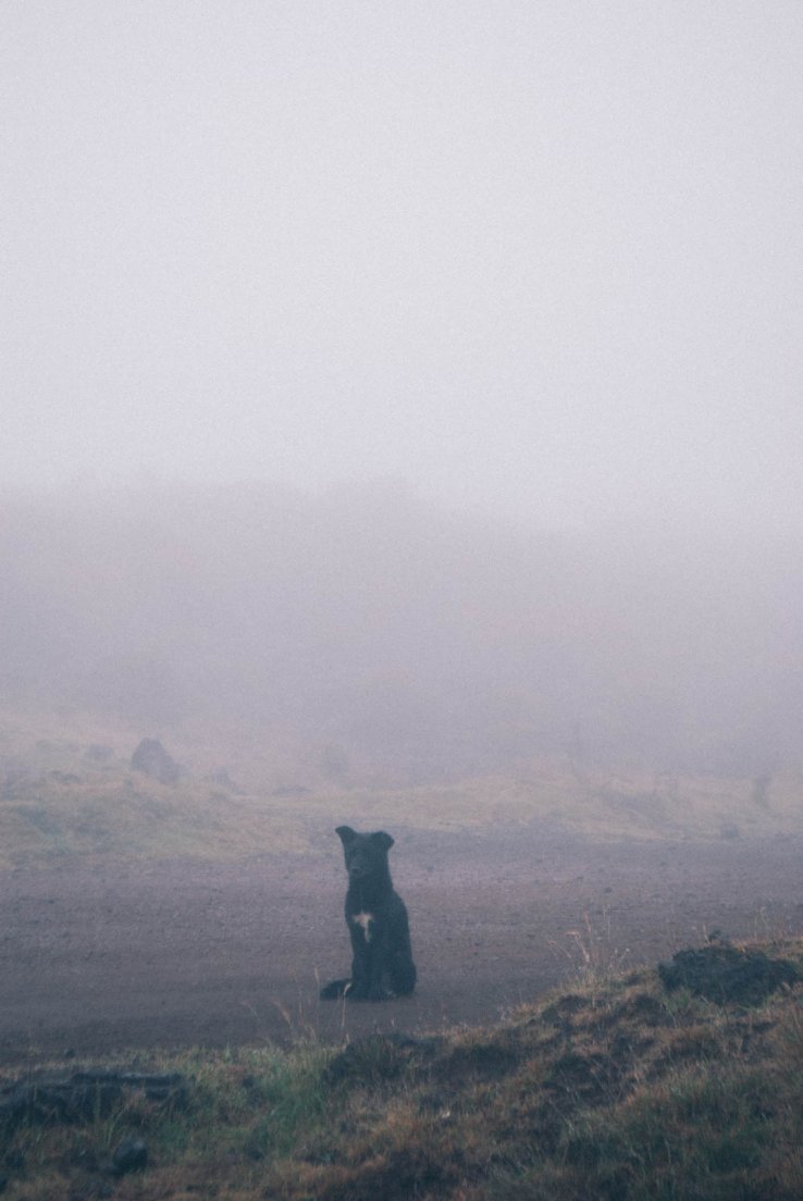 Dog sitting on a road in a great fog at the Piton de la Fournaise