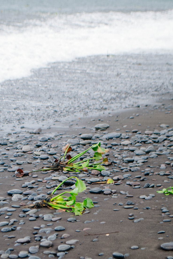 Lone eichhornia crassipes commonly known as a water hiacinth stranded on a black sand sea shore