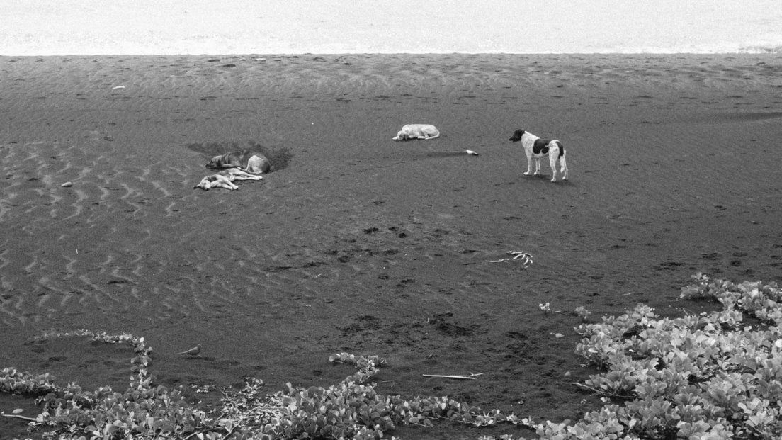 Black and white photograph of a pack of dog napping on a black sand beach