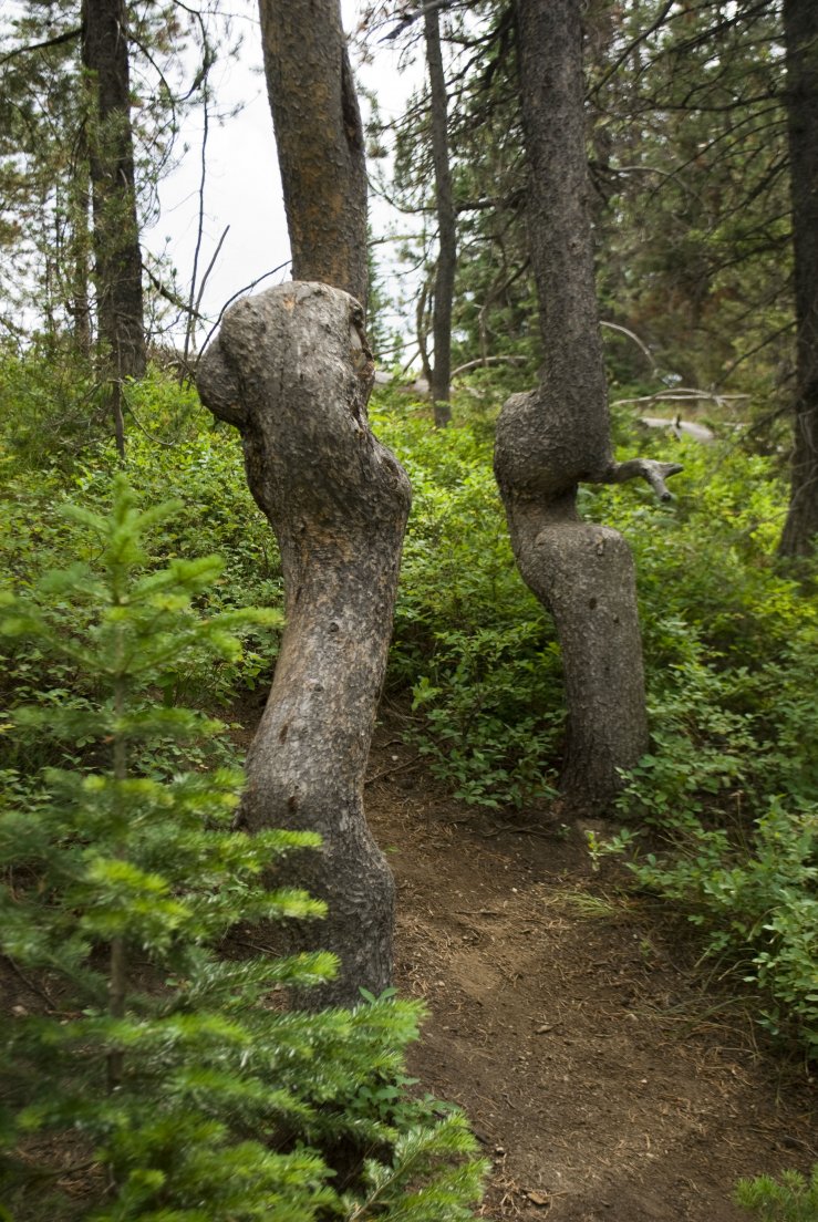 Very twisted tree trunks