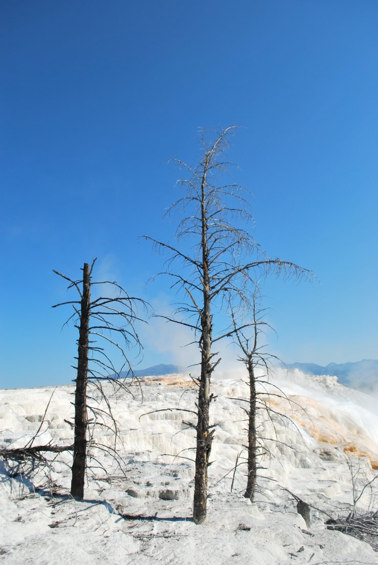 Three dead trees on the white terraces against a clear blue skye