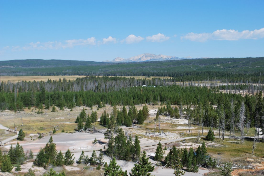 Overview of a forest in Yellowstone