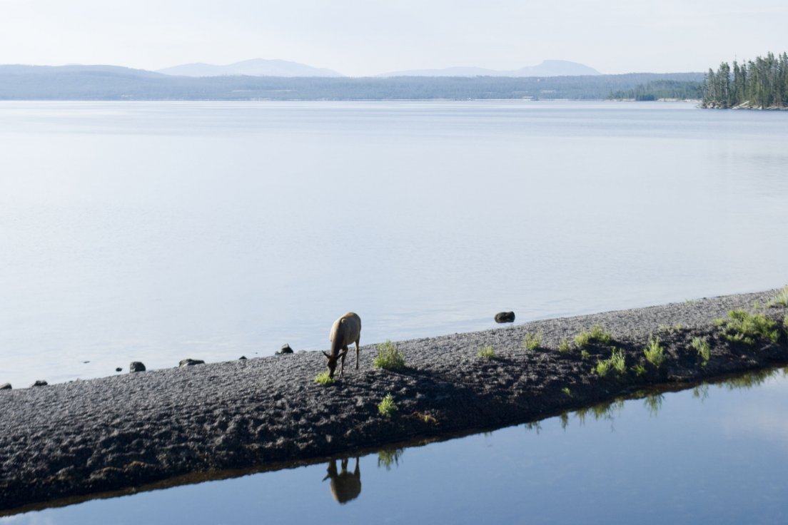 A wapiti grazing by the shores of Yellowstone lake on a sunny morning