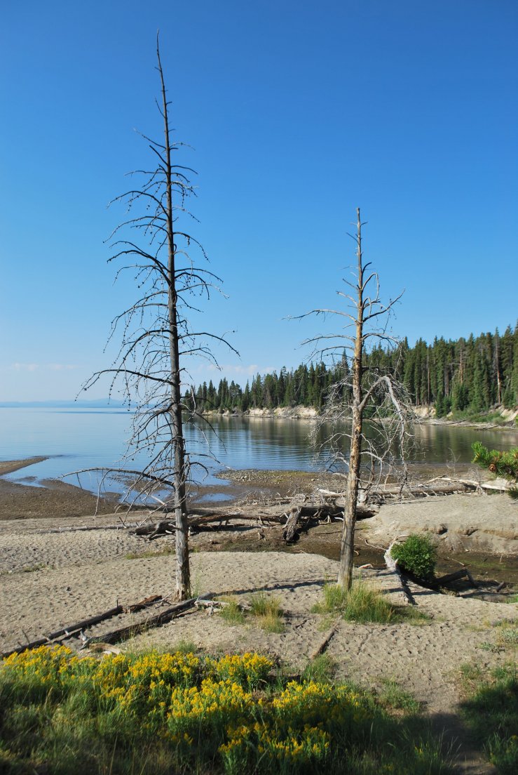 Yellowstone Lake shore in the early morning