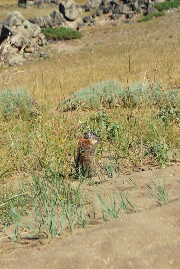 A marmot eating a straw