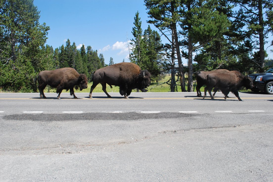 Buffalos on the highway