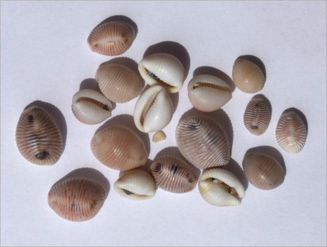 Photo of trivia monacha shells from Wikipédia