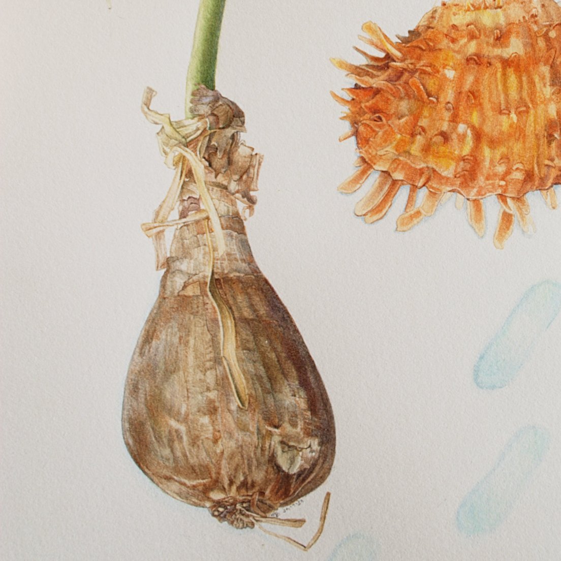 Closeup 3 of Herbier Grec, a watercolour painting by messalyn featuring nature elements such as an orange seashell (spondylus barbatus), a white flower (a sea daffodil aka pancratium maritimum), a yellow feather, along with a selkie skin, victorian/edwardian underwear, a lyre and a greek vase, against a background of sea and foam