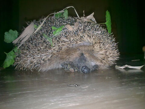 herisson1.jpg, déc. 2009