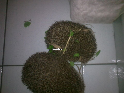 herisson2.jpg, déc. 2009