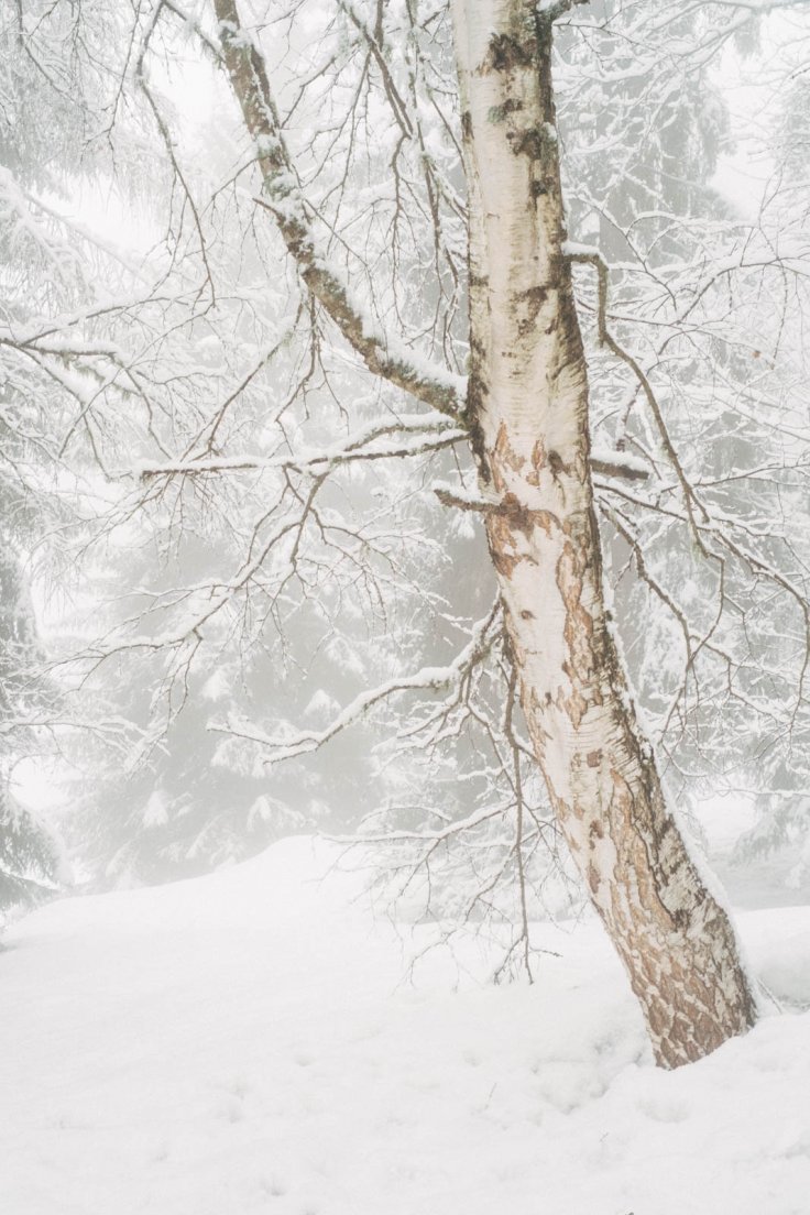 Snow-capped tree