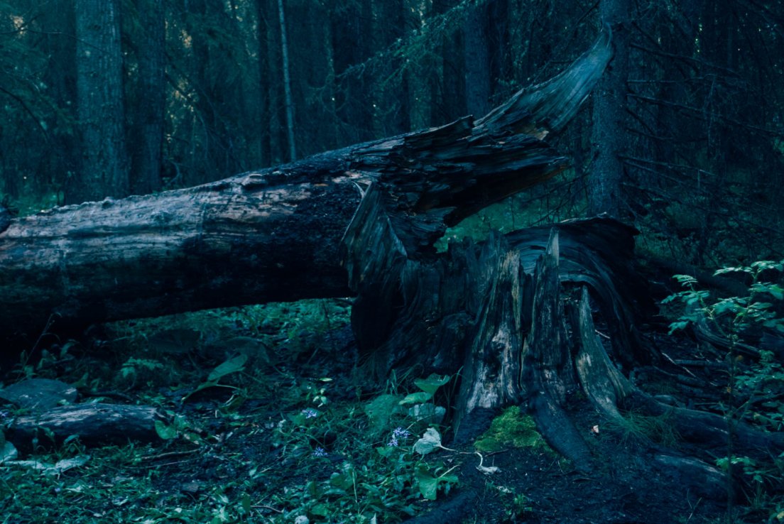 Fallen tree in a Canadian forest