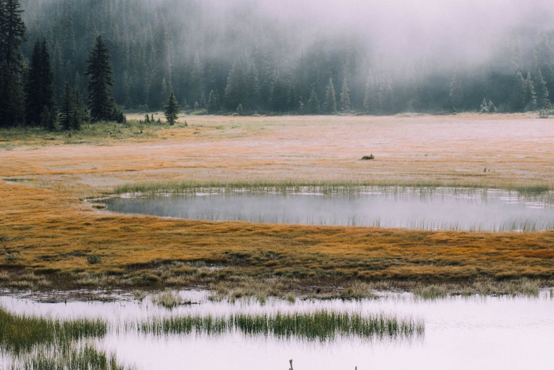 Swamp in a grey morning fog at a crossroads near Peyto Lake, Icefields parkway between Banff National Park and Jasper National Park #031, 31 july 2016 Swamp in a grey morning fog at a crossroads near Peyto Lake