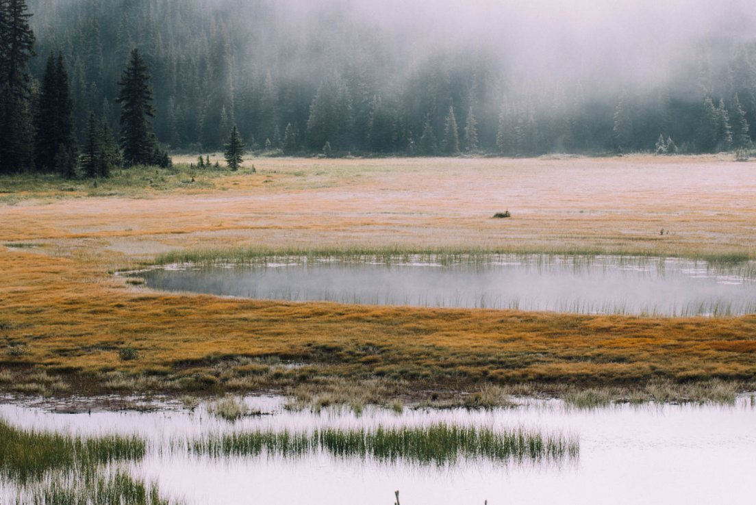 Swamp in a grey morning fog at a crossroads near Peyto Lake