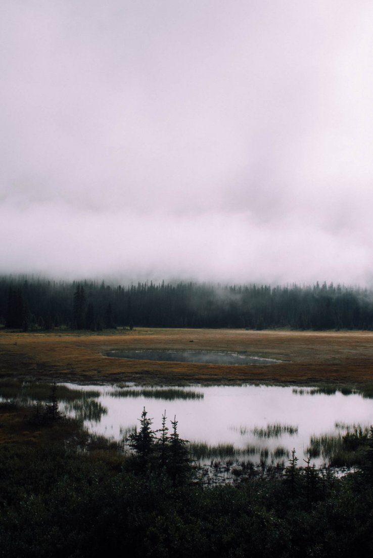 Swamp in a grey morning fog at a crossroads near Peyto Lake