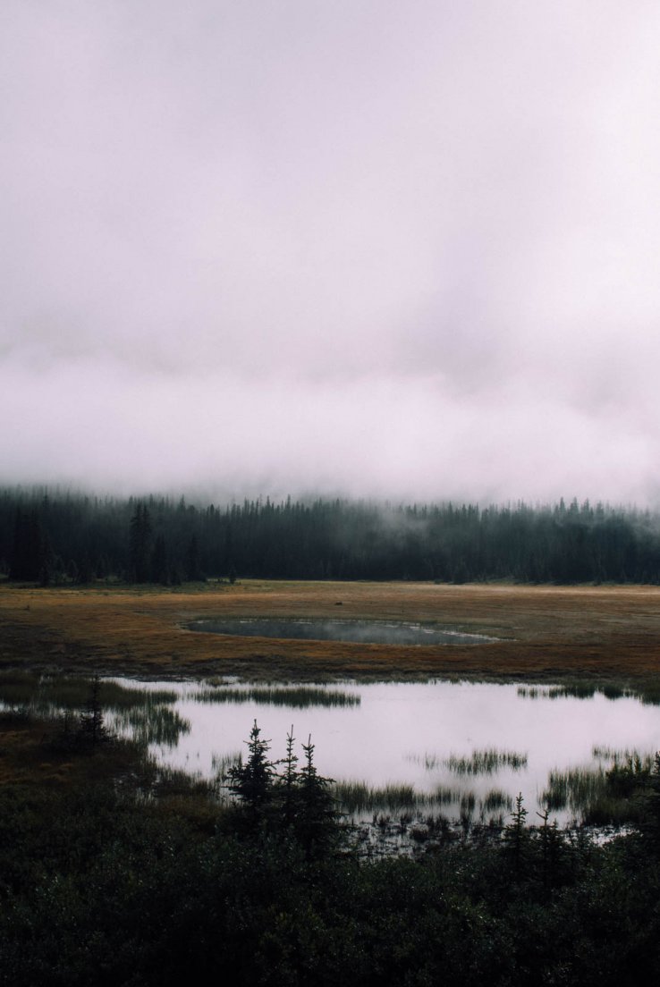 Swamp in a grey morning fog at a crossroads near Peyto Lake, Icefields parkway between Banff National Park and Jasper National Park #033, 31 july 2016 Swamp in a grey morning fog at a crossroads near Peyto Lake