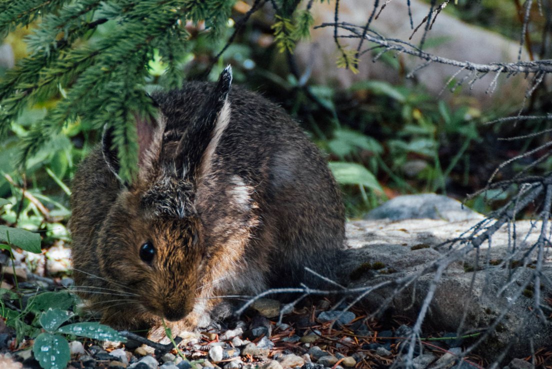 Bunny minding his own buniness under a pine tree, Icefields parkway between Banff National Park and Jasper National Park #045, 31 july 2016 Bunny minding his own buniness under a pine tree