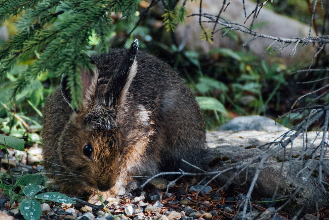 Bunny minding his own buniness under a pine tree