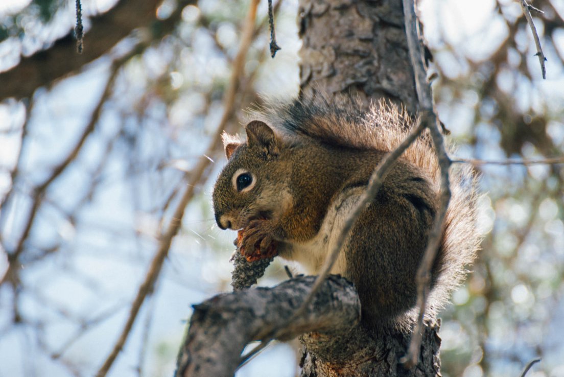 A squirrel eating a pine cone on the trail to the belvedere, Mistaya Canyon, Icefields parkway between Banff National Park and Jasper National Park #118, 31 july 2016 A squirrel eating a pine cone on the trail to the belvedere