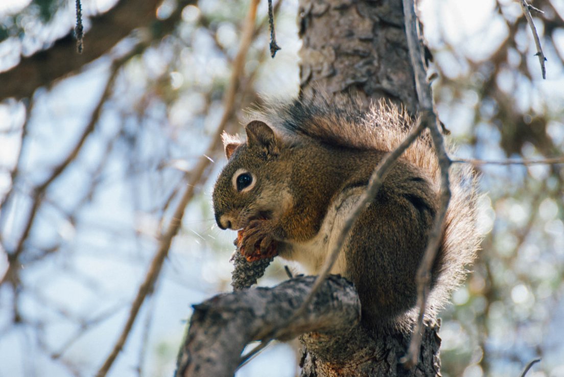 A squirrel eating a pine cone on the trail to the belvedere