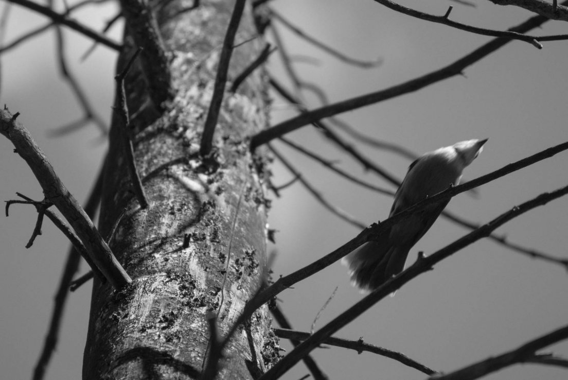 Bird on a tree on the trail to the belvedere, Mistaya Canyon, Icefields parkway between Banff National Park and Jasper National Park #120, 31 july 2016 Bird on a tree on the trail to the belvedere
