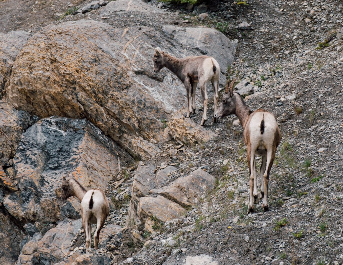 Goats near Tangle Creek Falls, Icefields parkway between Banff National Park and Jasper National Park #173, 31 july 2016 Goats near Tangle Creek Falls