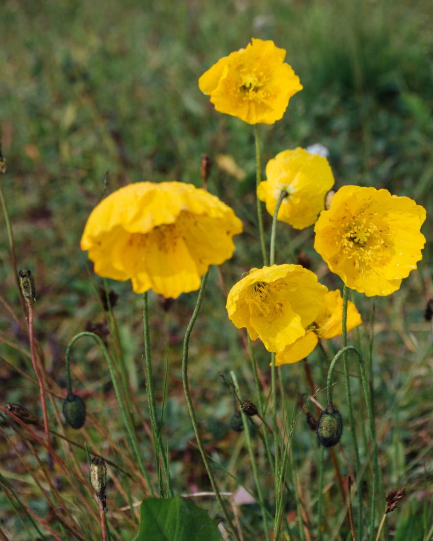 Yellow poppies in a meadow