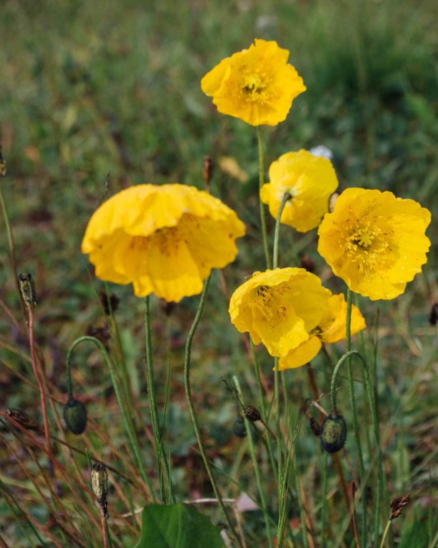 Yellow poppies in a meadow, Icefields parkway between Banff National Park and Jasper National Park #198, 31 july 2016 Yellow poppies in a meadow