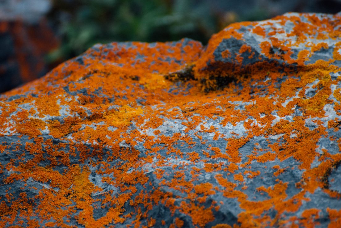 Orange moss texture