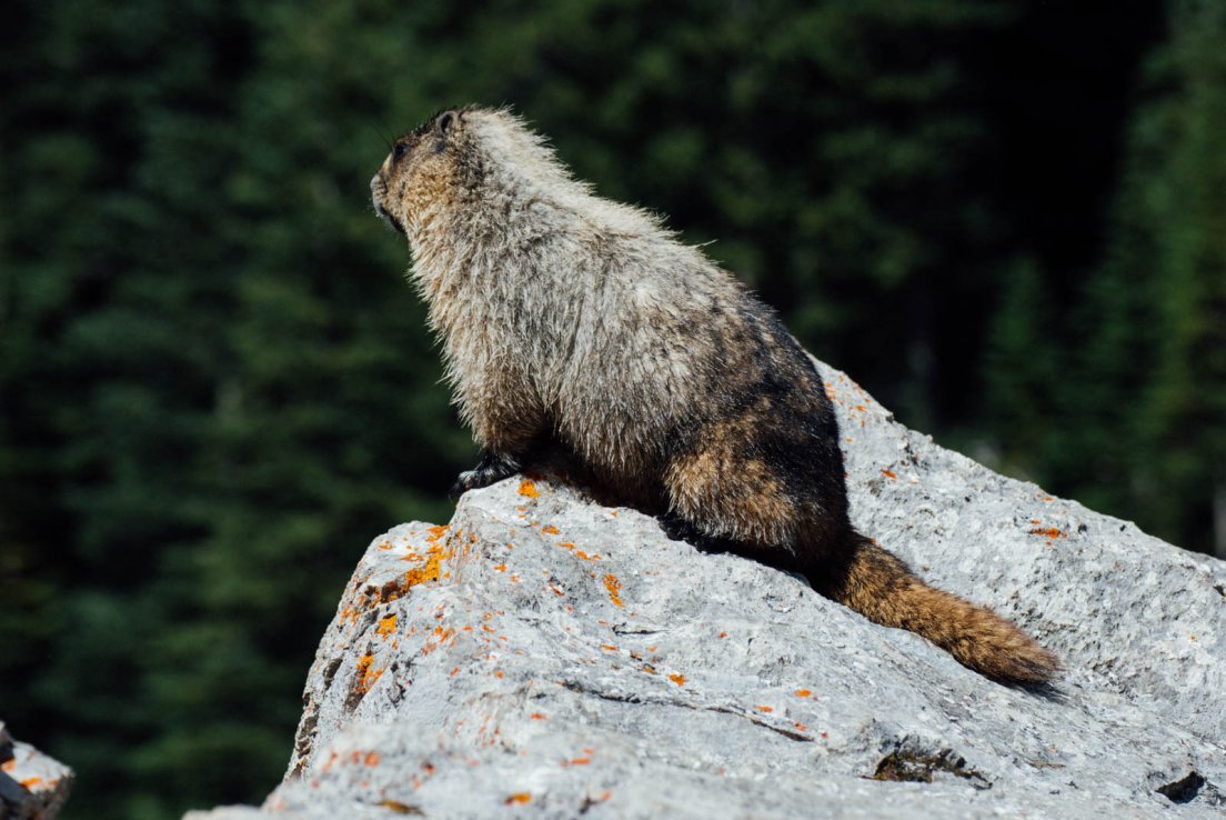 Hoary marmot (Marmota caligata) standing on a rock