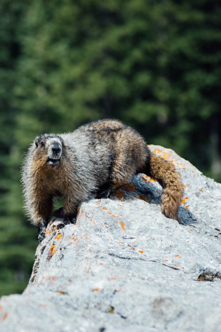 Frontal view of a hoary marmot (Marmota caligata) standing on rock