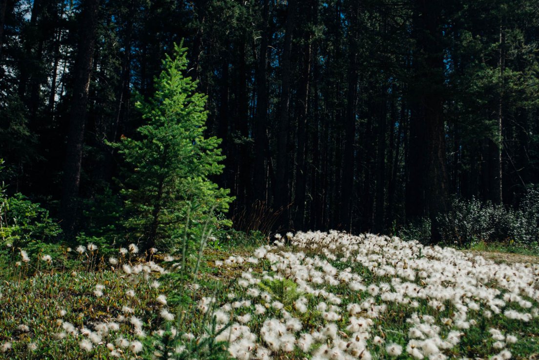 Forest ground covered by white flowers