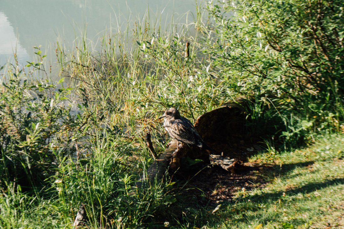 A bird sits by the shore of Lake Louise on a sunny morning