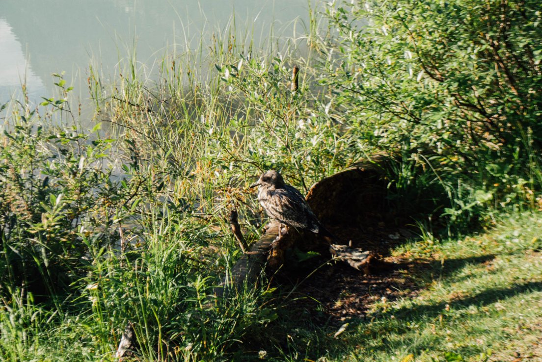 A bird sits by the shore of Lake Louise on a sunny morning, Banff National Park, Lake Louise #002, 1st august 2016 A bird sits by the shore of Lake Louise on a sunny morning