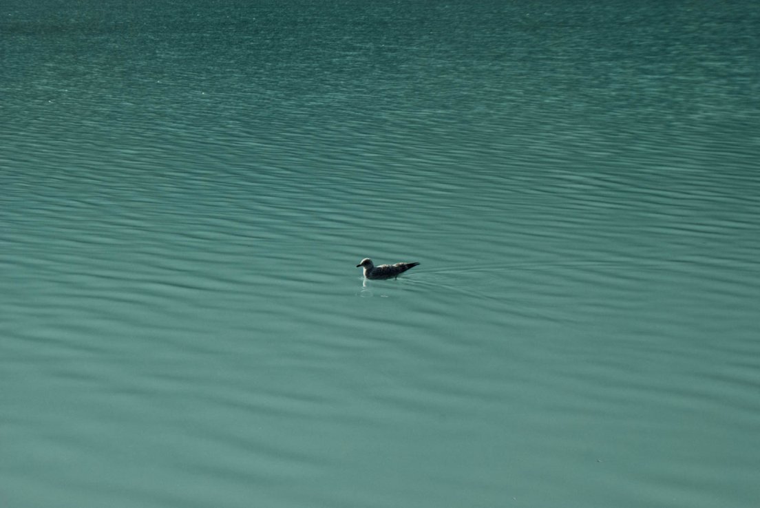 A bird floating on the turquoise waters of Lake Louise on a sunny morning